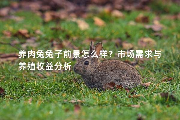 養肉兔兔子前景怎么樣？市場需求與養殖收益分析